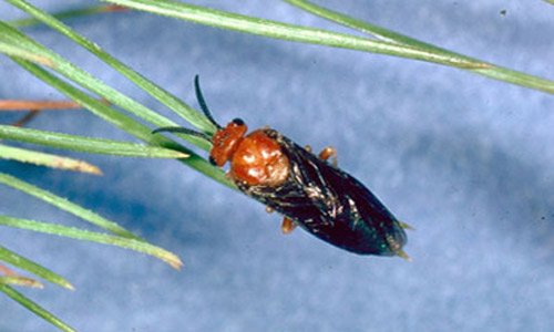 Adult female redheaded pine sawfly, Neodiprion lecontei (Fitch).