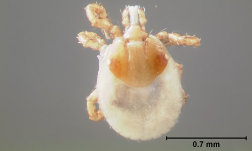 Lone star tick, Amblyomma americanum (Linnaeus), larva dorsal view.