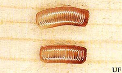 Oothecae (egg cases) of the German cockroach, Blattella germanica 