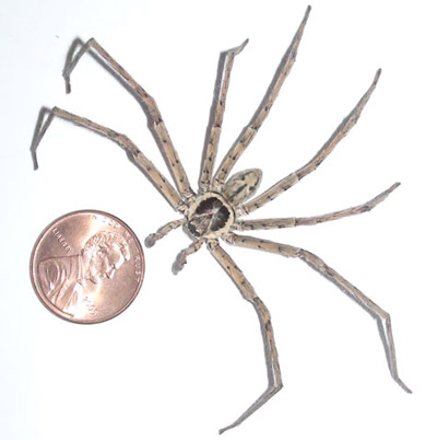 Adult male huntsman spider, Heteropoda venatoria (Linnaeus). 