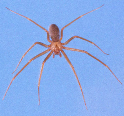 Female brown recluse spider, Loxosceles reclusa Gertsch and Mulaik, dorsal view for comparison with dorsal view of male huntsman spider, Heteropoda venatoria (Linnaeus). 