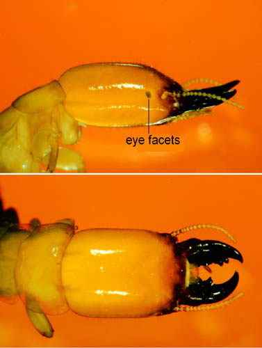 Eye facets darkly pigmented or faintly darkened; third antennal article clavate, longer than second or fourth. 