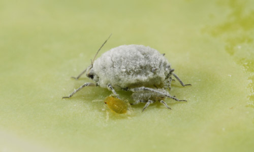 Cabbage aphids, Brevicoryne brassicae Linnaeus, on cabbage.