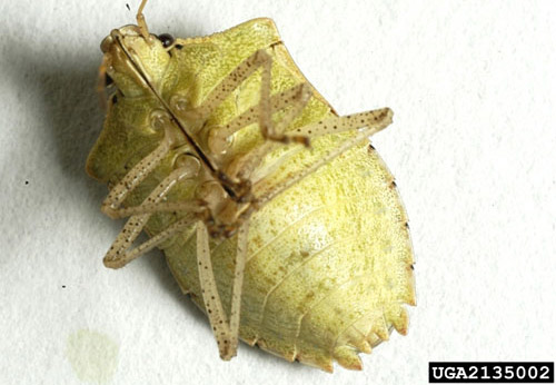 Ventral view of adult female brown stink bug, Euschistus servus (Say).