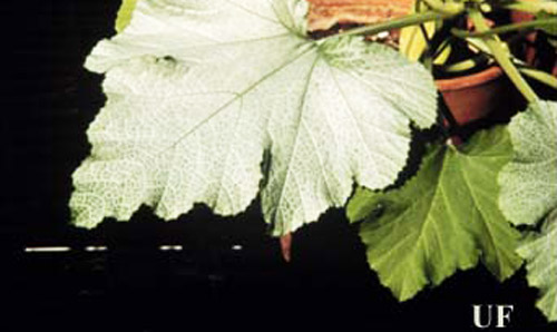 'Zucchini Elite' showing symptoms of Bemisia-induced squash silverleaf disorder. (Bemisia = sweetpotato whitefly B biotype, Bemisia tabaci (Gennadius), or silverleaf whitefly, Bemisia argentifolii Bellows & Perring).