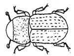 Black turpentine beetle