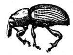 Pitch-eating weevil