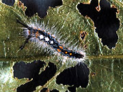 Middle instar