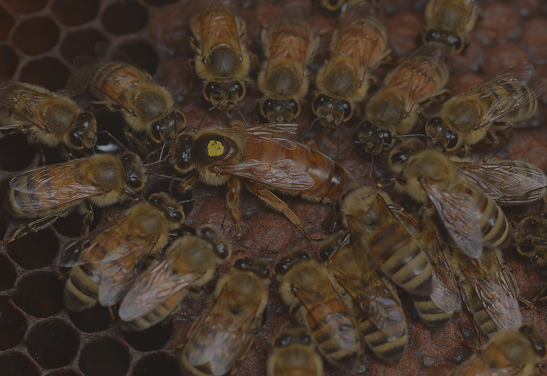 Worker bees surrounding a queen bee