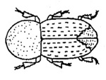 Ips beetle