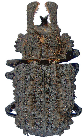 Bolitotherus cornutus (Panzer) male
