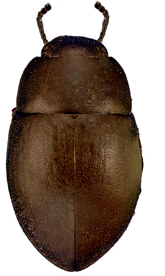 Cybotus estriatus (LeConte)