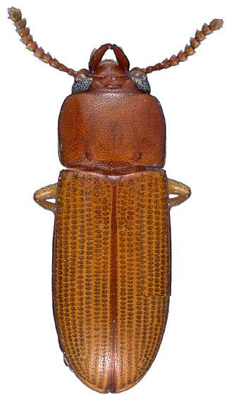 Gnatocerus curvicornis (Champion) - male specimen