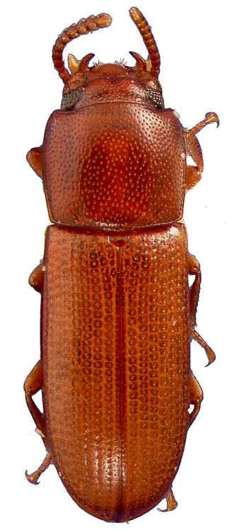 Gnatocerus guatemalensis (Champion)