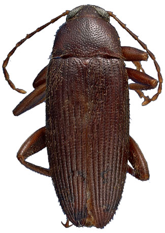 Lobopoda punctulata (Melsheimer)