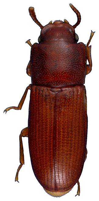 Palorus subdepressus (Wollaston