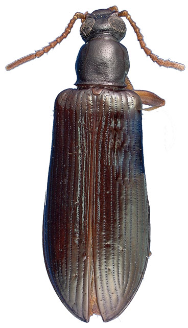 Statira basalis Horn