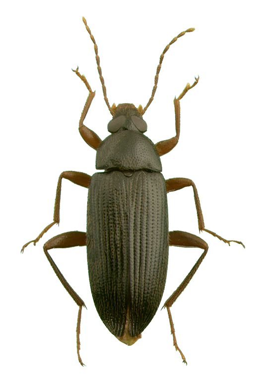 Lobopoda erythrocnemis (Germar)