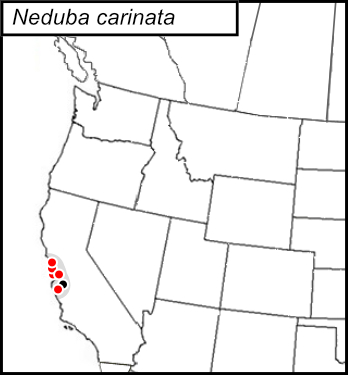 distribution map for Neduba carinata