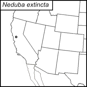 distribution map for Neduba castanea