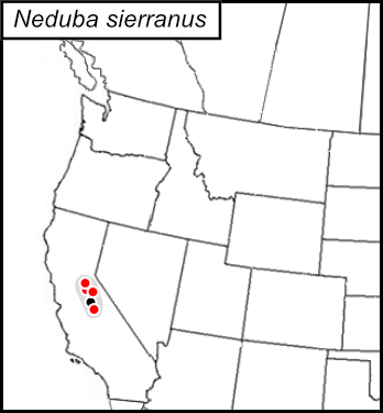 distribution map for Neduba sierranus