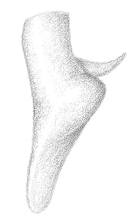 image of Conocephalus aigialus