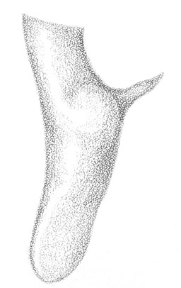 image of Conocephalus nigropleuroides