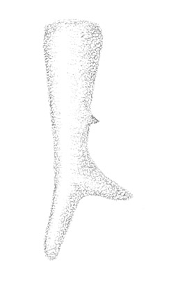 image of Odontoxiphidium apterum