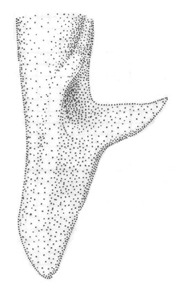 image of Orchelimum concinnum