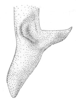 image of Orchelimum minor