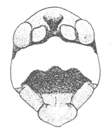 image of Pediodectes tinkhami