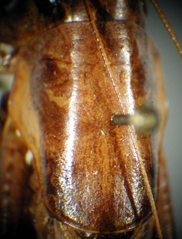image of Pediocectes grandis