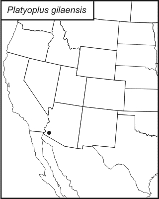 distribution map for Platyoplus gilaensis
