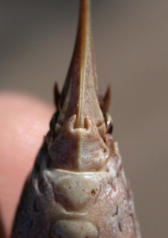 image of Steiroxys trilineata