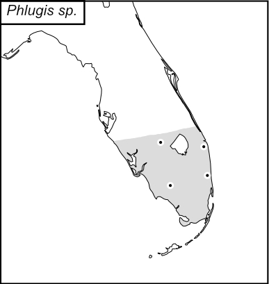 distribution map for Phlugis sp