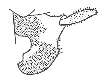 image of Cyphoderris strepitans