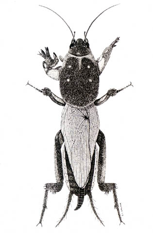 image of Neoscapteriscus borellii