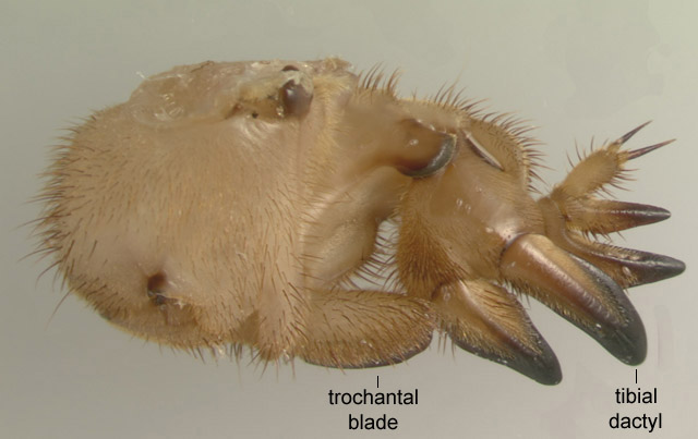 image of Neoscapteriscus vicinus