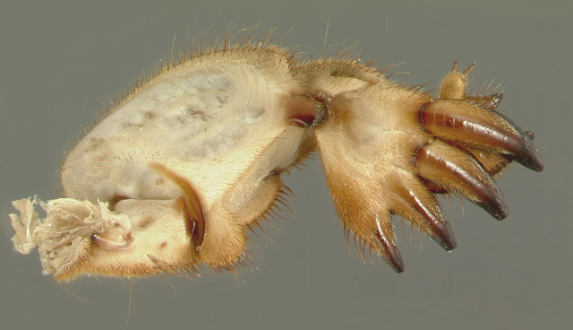 image of Neocurtilla hexadactyla