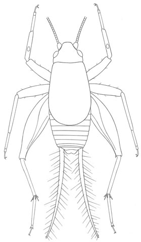 image of Cycloptiloides americanus