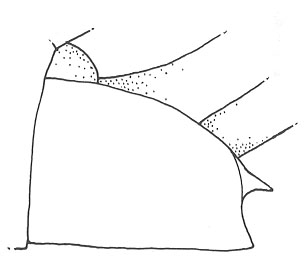 image of Cycloptilum bidens