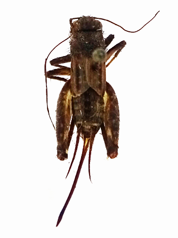 image of Allonemobius griseus