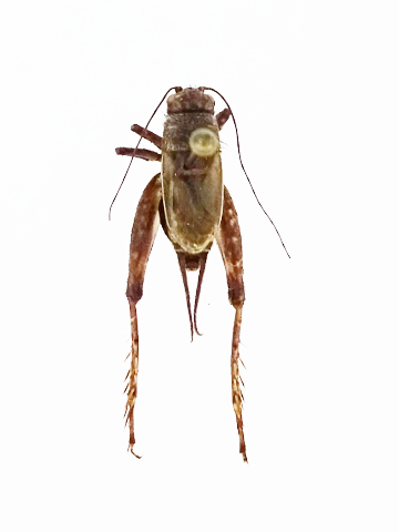 image of Allonemobius griseus