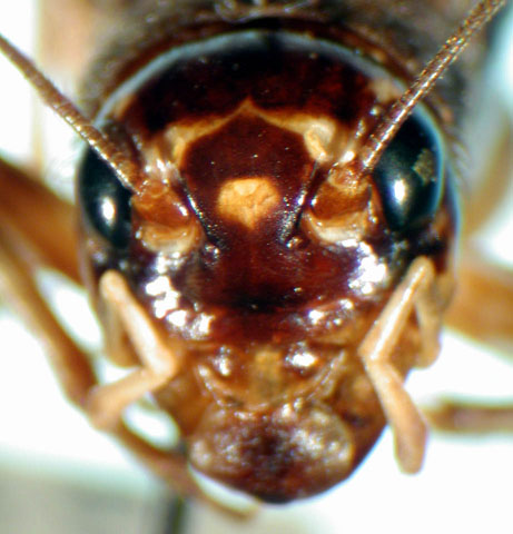 image of Velarifictorus micado