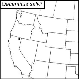distribution map for Oecanthus salvii
