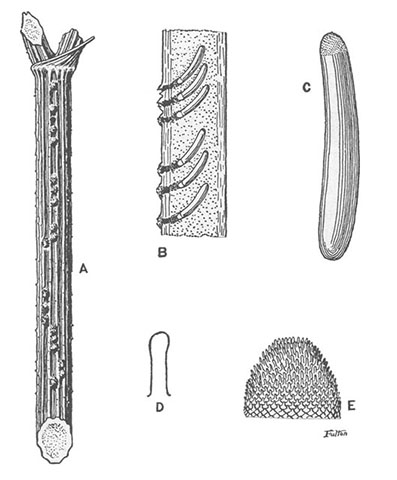 image of Oecanthus quadripunctatus