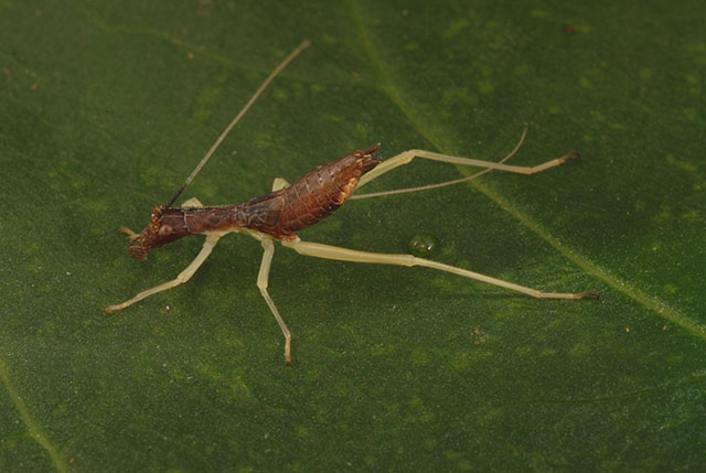 image of Neoxabea bipunctata