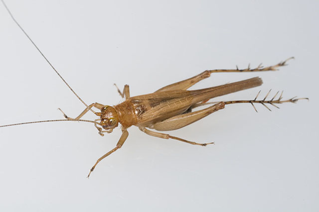 image of Anaxipha tinnula