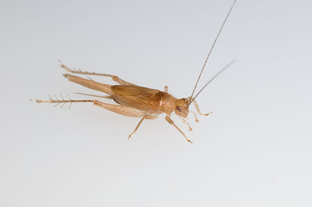 image of Anaxipha delicatula