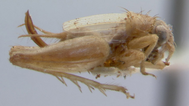 image of Falcicula hebardi
